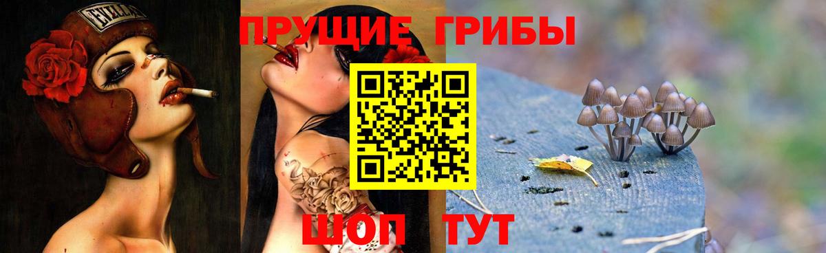 Гусев  Галлюциногенные грибы прущие грибы  Вход с VPN 